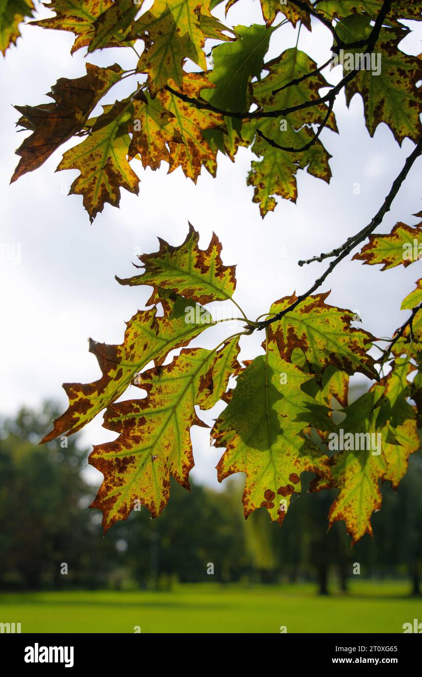 Sfumature d'autunno sulle foglie dell'albero.13.10.2023 Bialystok Polonia. Marrone su foglie verdi nel parco cittadino in autunno. Foto Stock