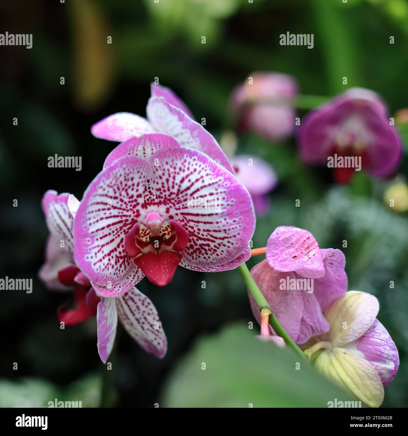 1002 Fiori di Phalaenopsis Fuller's Pink Swallow orchidea di marcature viola-rosse e bordi rosa scuro, Fitzroy Gardens. Melbourne-Australia. Foto Stock
