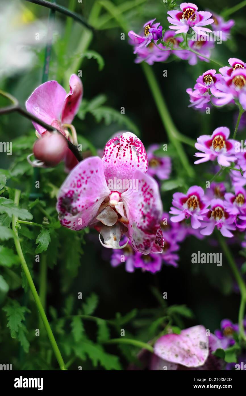 1004 Fiori di Phalaenopsis Fuller's orchidea al tramonto di fiori gialli-verdi lattiginosi con labbro viola, Fitzroy Gardens. Melbourne-Australia. Foto Stock