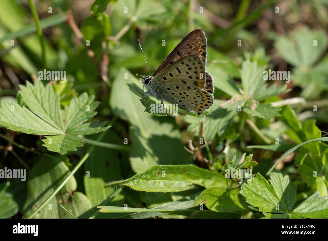 Čiobrelinis auksinukas Lycaena alciphron famiglia Lycaenidae genere Lycaena farfalla di rame viola fotografia di insetti natura selvaggia, foto, wallpap Foto Stock