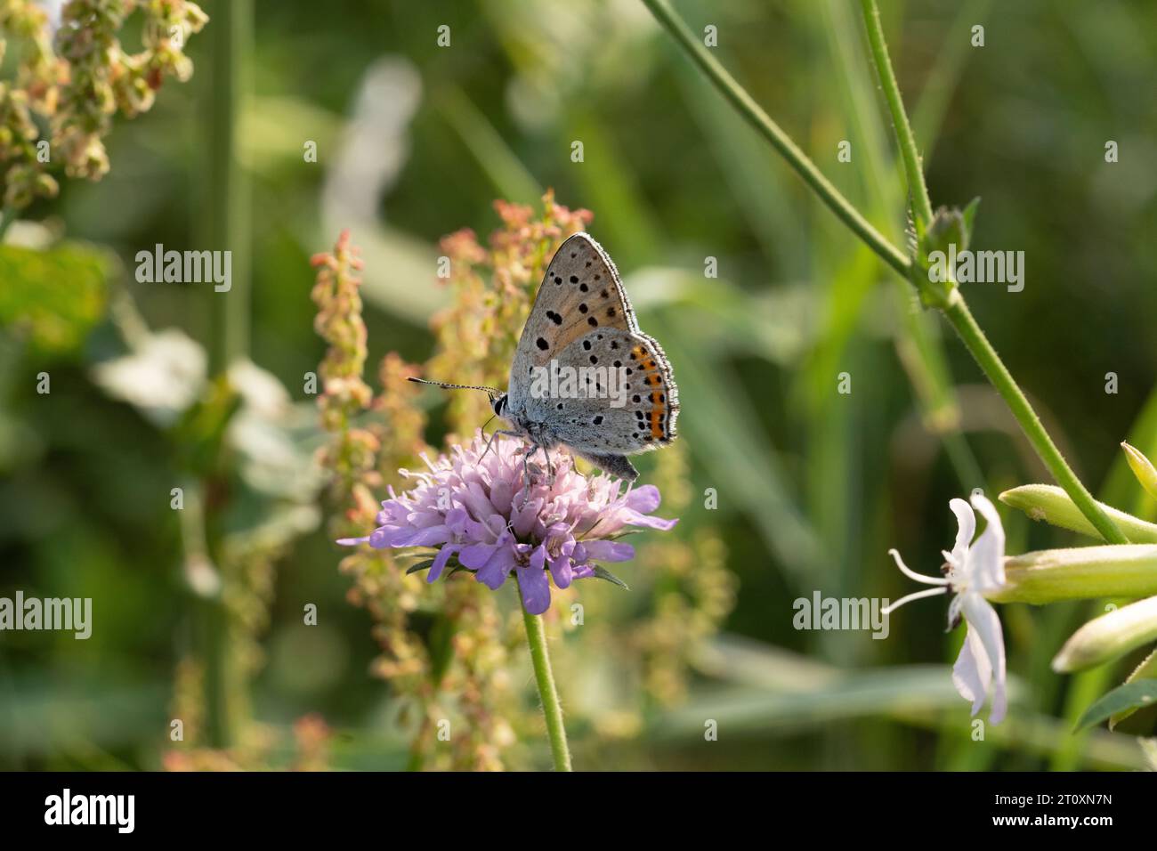 Čiobrelinis auksinukas Lycaena alciphron famiglia Lycaenidae genere Lycaena farfalla di rame viola fotografia di insetti natura selvaggia, foto, wallpap Foto Stock