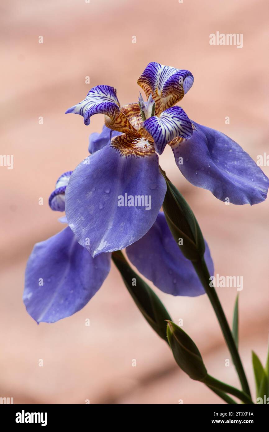 Iris germanica su sfondo piccante Foto Stock