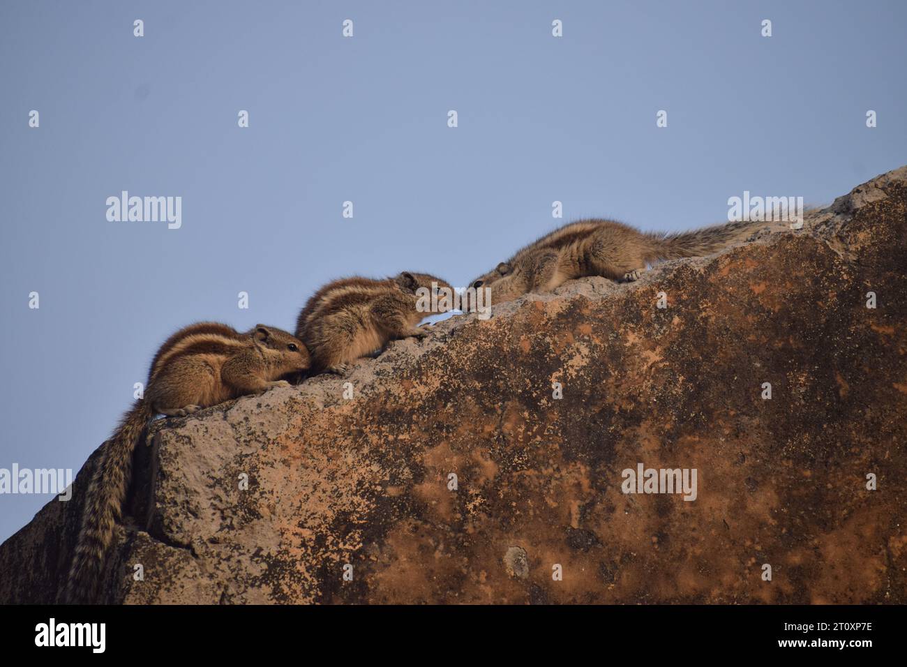 Amore per gli scoiattoli: Un momento tenero catturato nell'abbraccio della natura. Foto Stock
