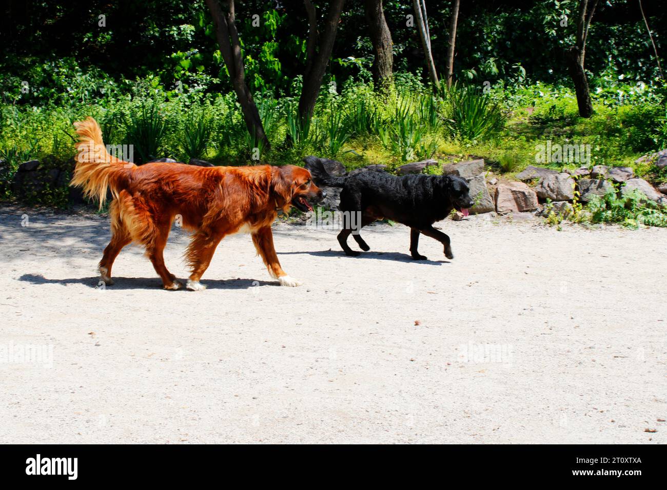 Cani randagi adottati dalle guardie del parco Foto Stock