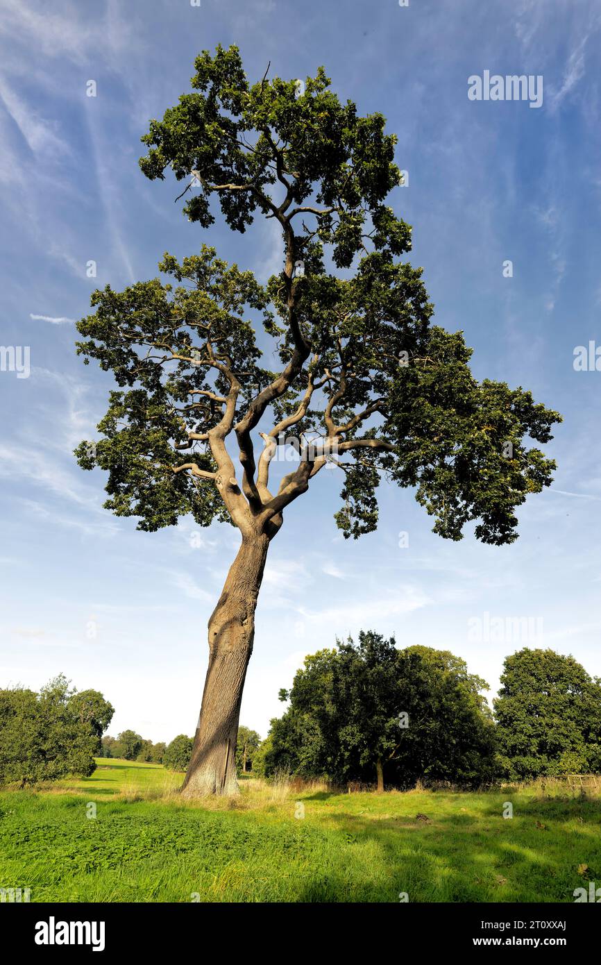 Un bellissimo albero nei giardini della blickling Hall Foto Stock