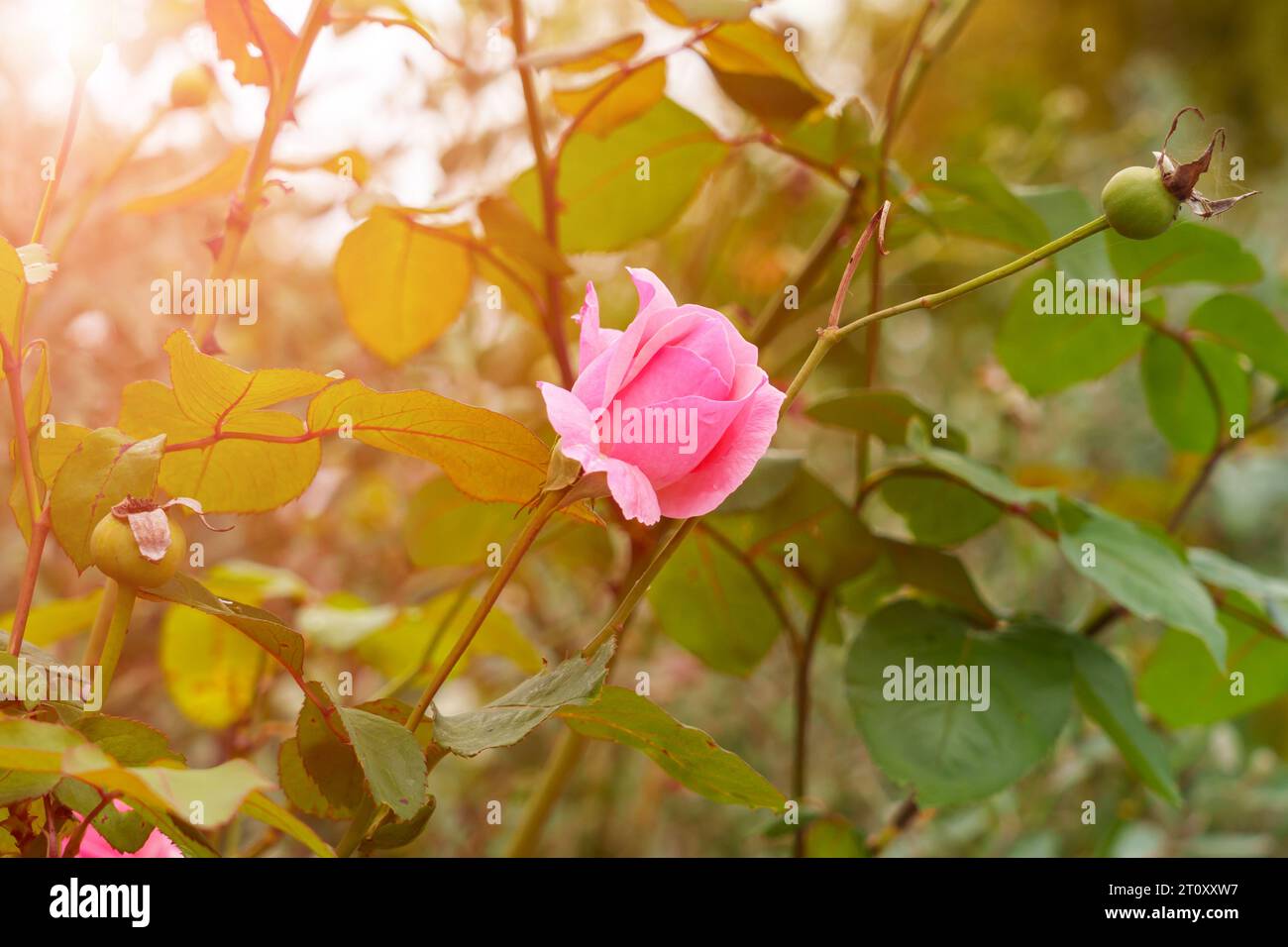 Cespuglio da giardino autunnale con fiore rosa di fine stagione da vicino con le spine Foto Stock