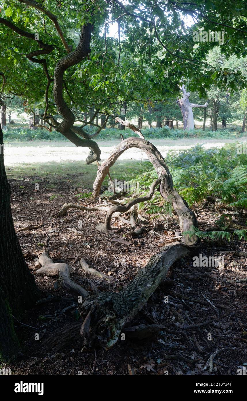 Strane formazioni sui rami degli alberi caduti, Richmond Park, Londra, Inghilterra Foto Stock