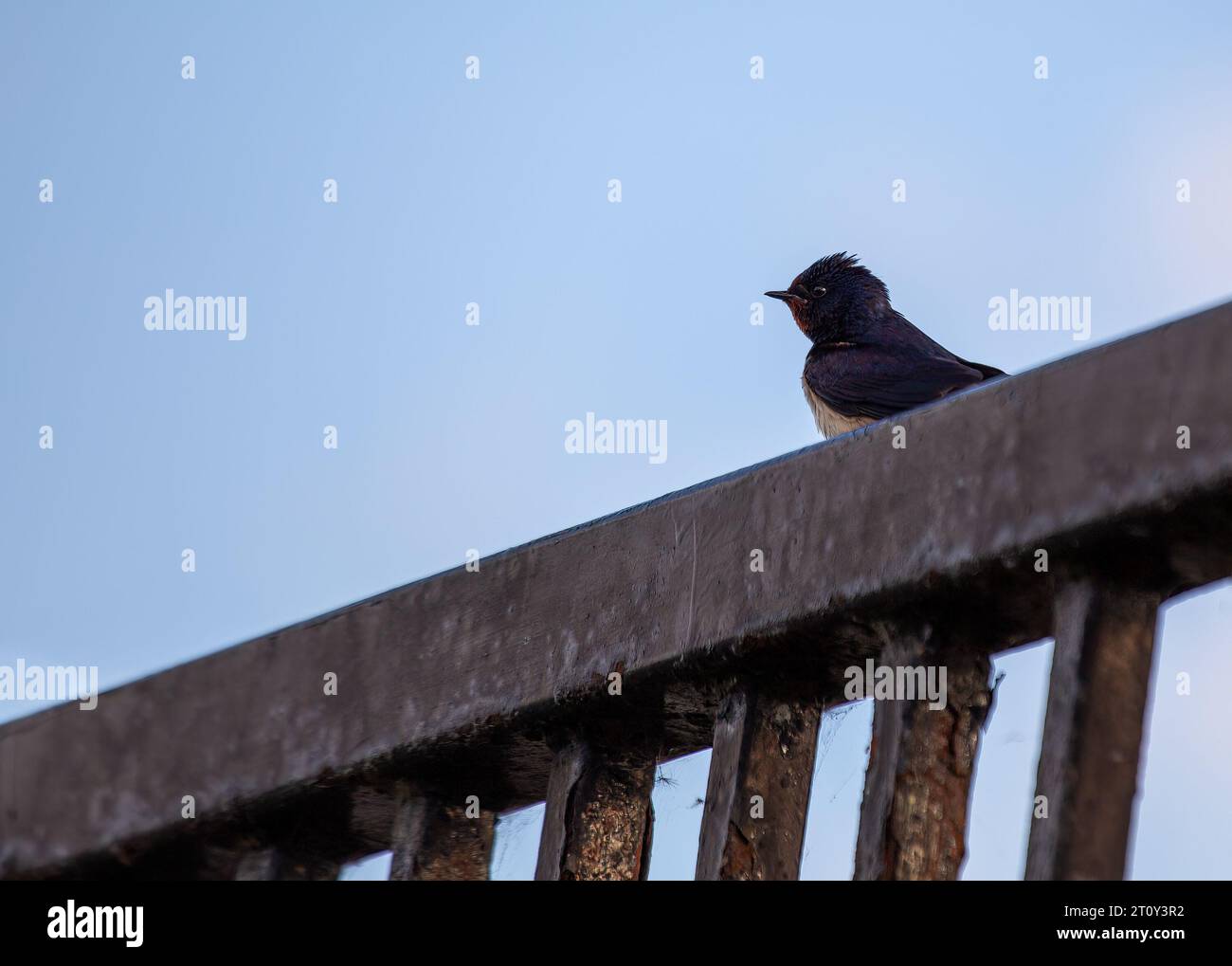 La rondine (Hirundo rustica), un uccello migratore, catturato a Dublino, in Irlanda. Foto Stock