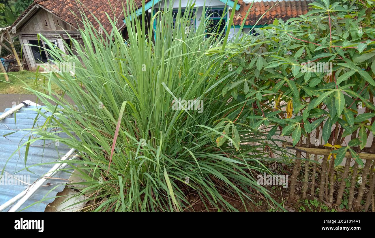 Foto di piante di citronella che sembrano dense e lussureggianti, piantate di fronte alla casa Foto Stock Foto di piante di citronella che sembrano dense e lussureggianti, piantate di fronte alla casa Foto Stock