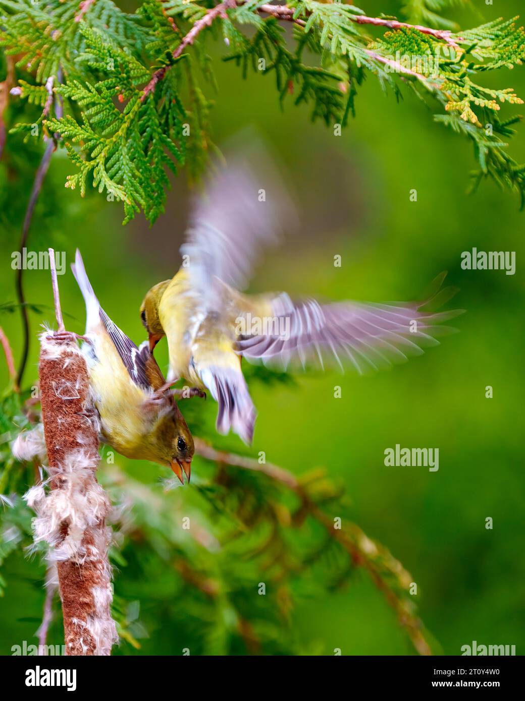 Femmine Goldfinch che volano sopra un'altra femmina appollaiate su un cattail con uno sfondo di foresta di cedri nel loro habitat. American Goldfinch. Finch. Foto Stock