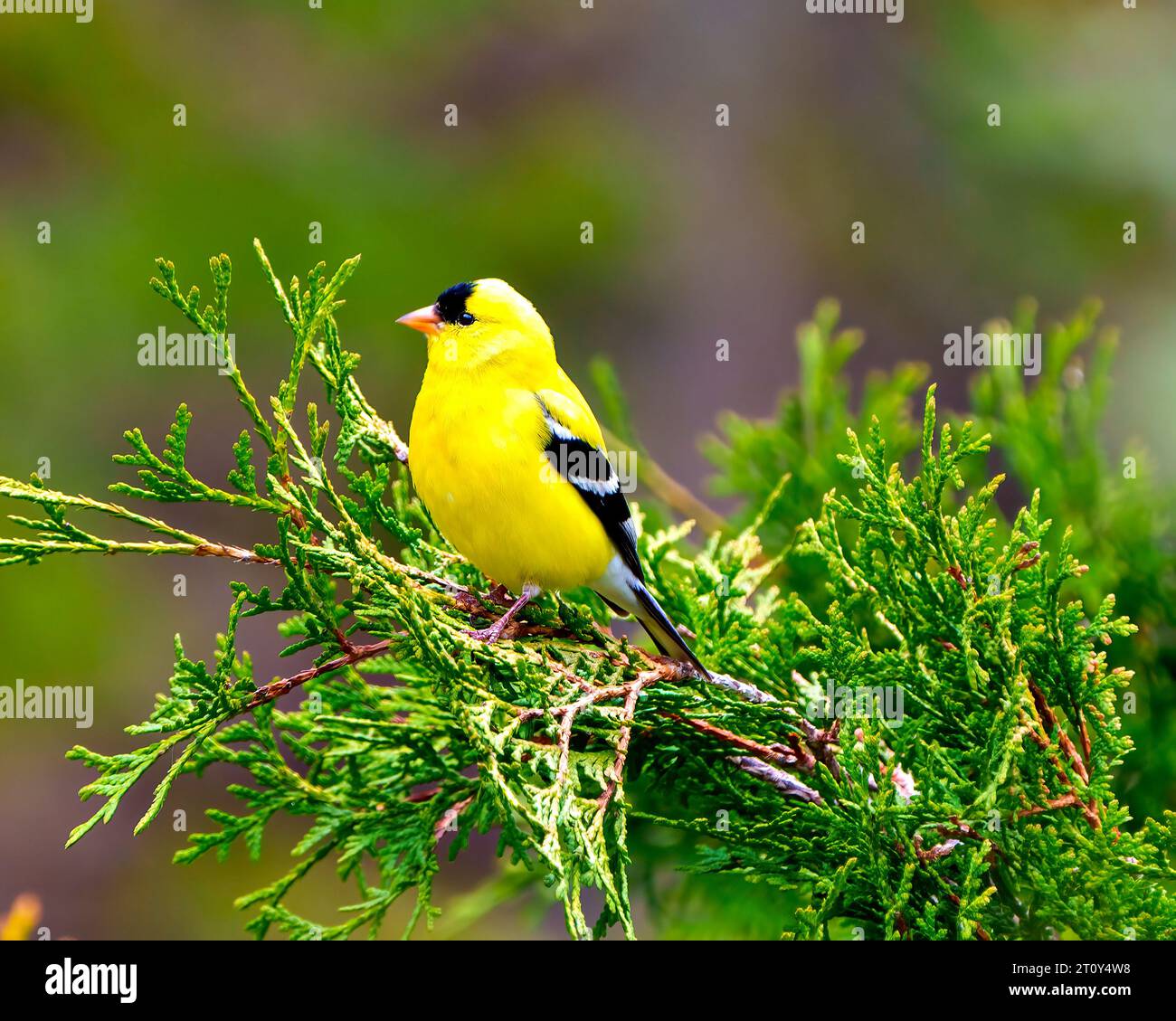 Vista ravvicinata maschile Goldfinch arroccata su un ramo di cedro con uno sfondo colorato nel suo ambiente e habitat. American Goldfinch. Foto Stock