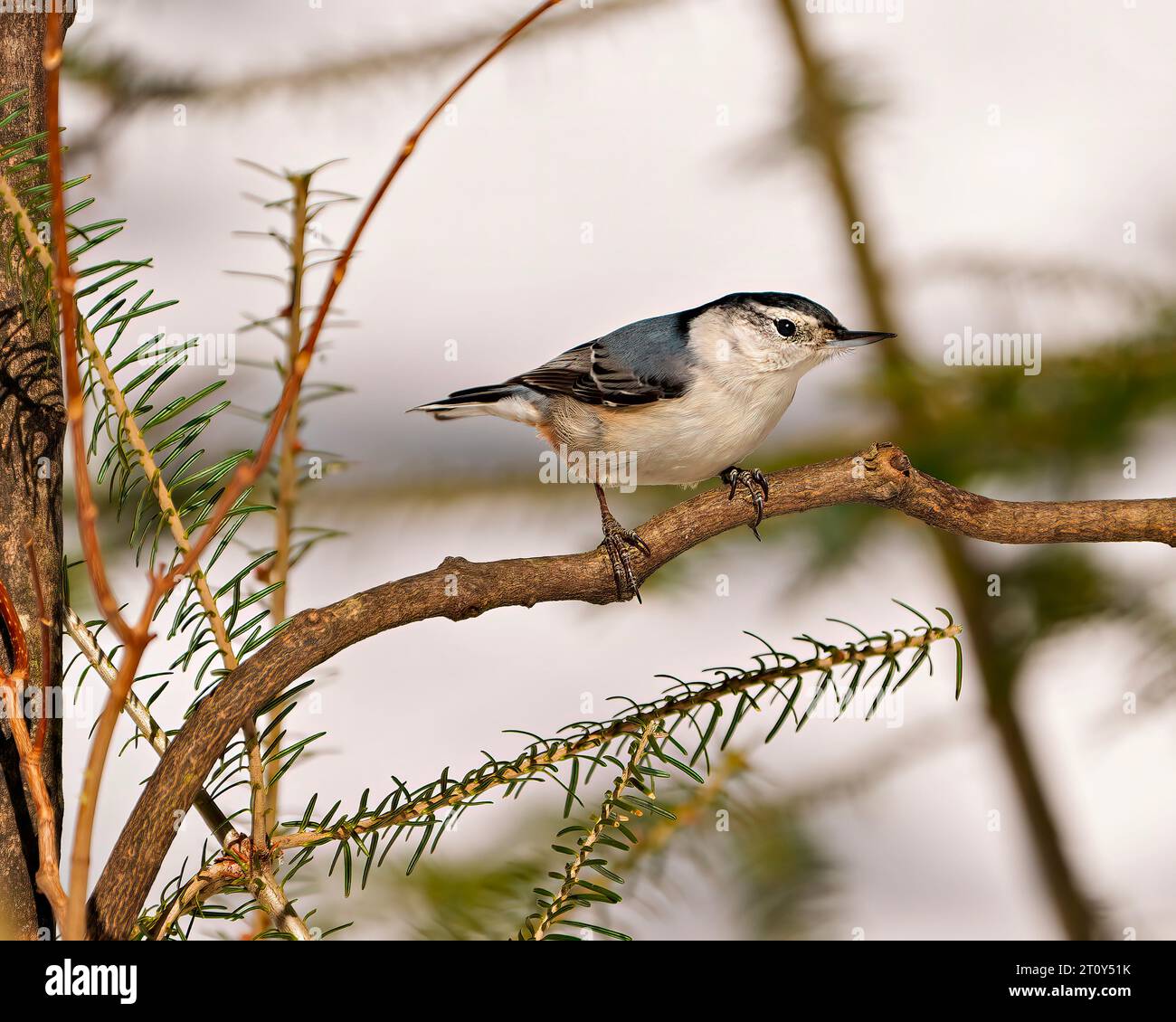 Nuthatch bianco-breasted arroccato su un ramo di albero nel suo ambiente e habitat circostante con uno sfondo sfocato. . Foto Nuthatch. Verticale. Foto Stock Nuthatch bianco-breasted arroccato su un ramo di albero nel suo ambiente e habitat circostante con uno sfondo sfocato. . Foto Nuthatch. Verticale. Foto Stock