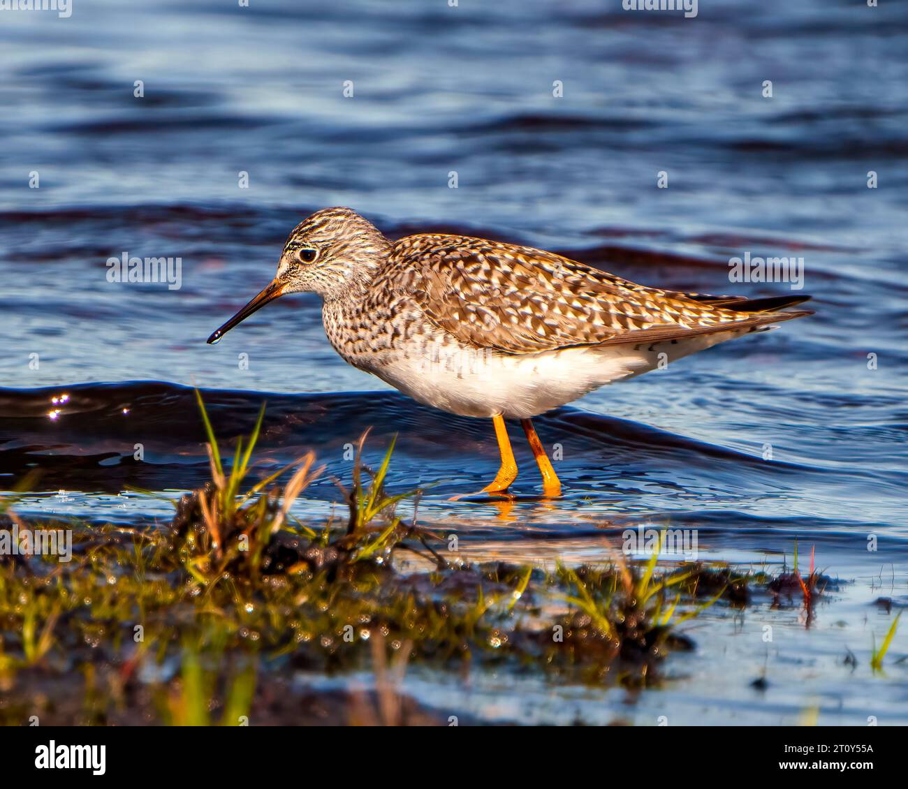 Vista laterale ravvicinata del piperone di sabbia comune per la ricerca di cibo in un ambiente paludoso e in un habitat. Sandpiper Picture. Foto Stock