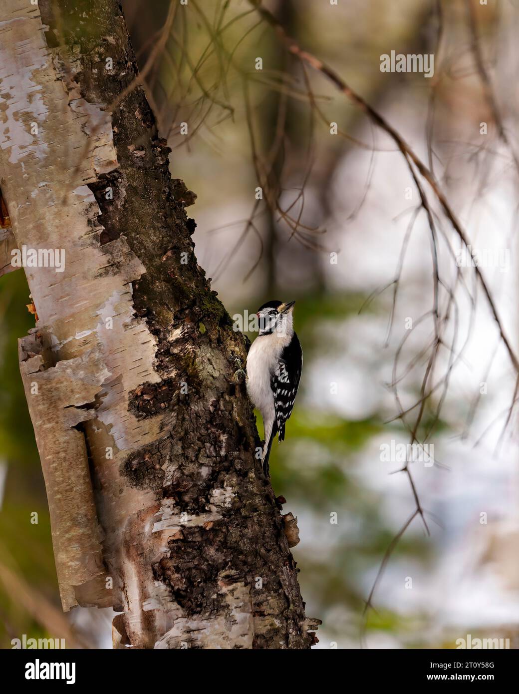 Picchio maschio che si afferra su un tronco di betulla con uno sfondo boschivo sfocato nel suo ambiente e habitat con piume bianche e nere. Foto Stock