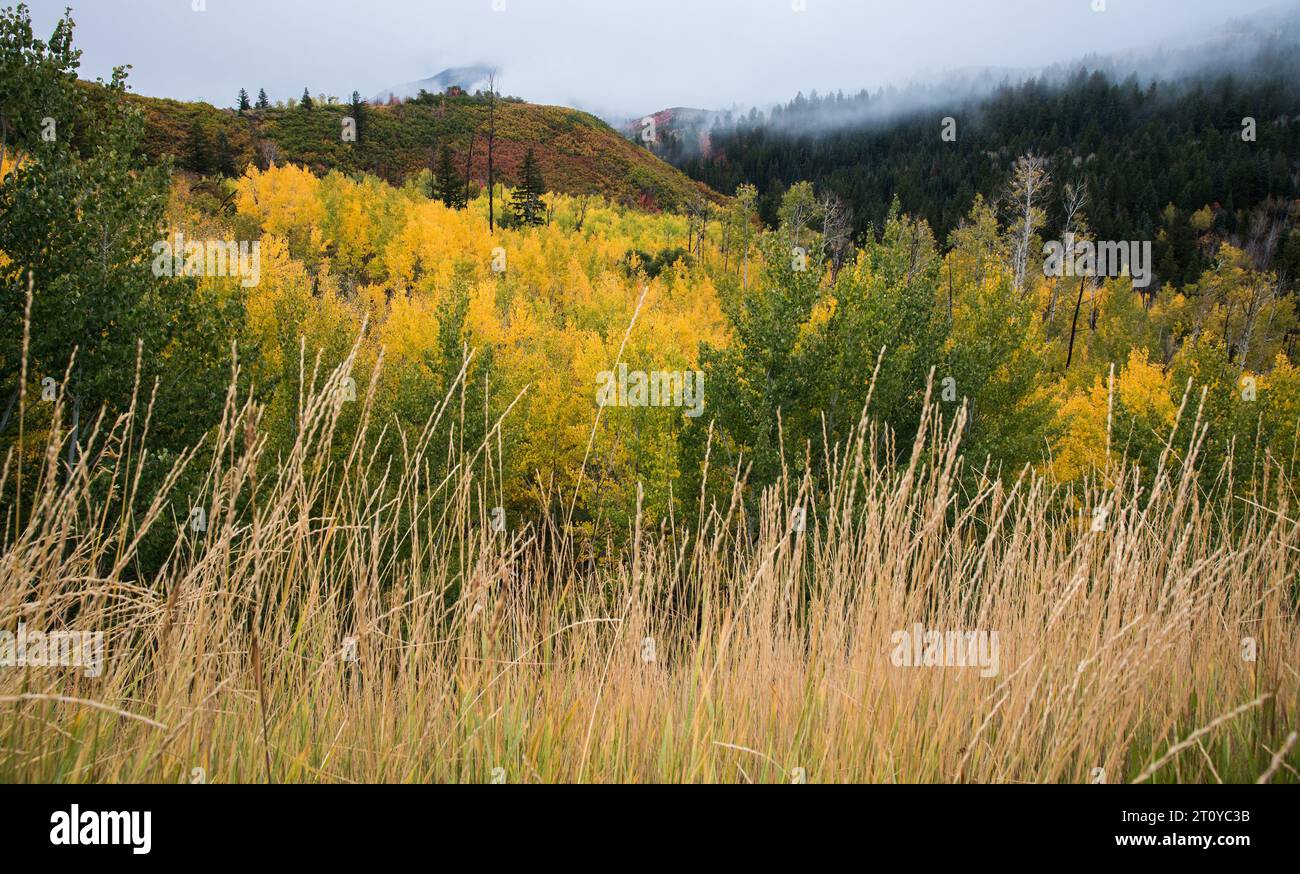 Colori autunnali e paesaggi maestosi lungo il famoso Alpine Loop, Utah, Stati Uniti. Foto Stock