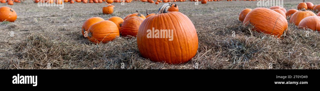 Zucche in una toppa di zucca. Banner a tema autunnale Foto Stock