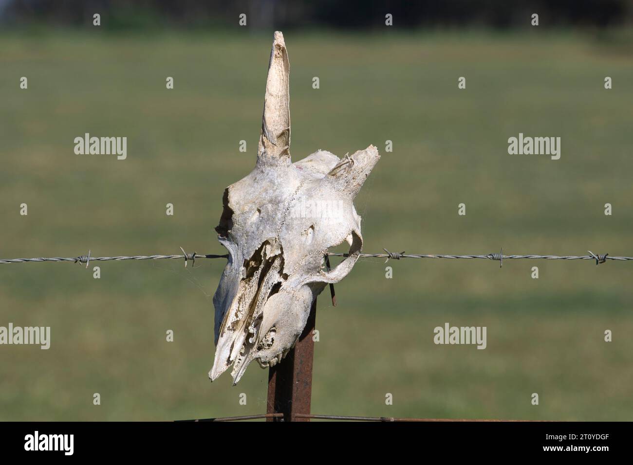 Un teschio di animale bianco sbiancato dal sole con un corno rotto su un palo della recinzione della fattoria. Foto Stock