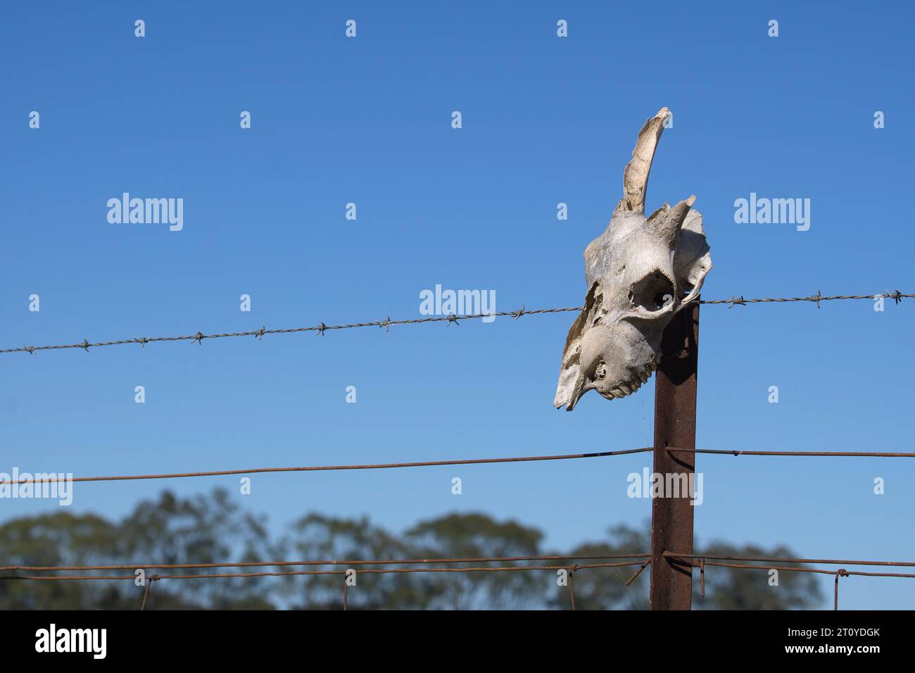 Un teschio di animale bianco sbiancato dal sole con un corno rotto su un palo della recinzione della fattoria messo in risalto da un cielo azzurro Foto Stock