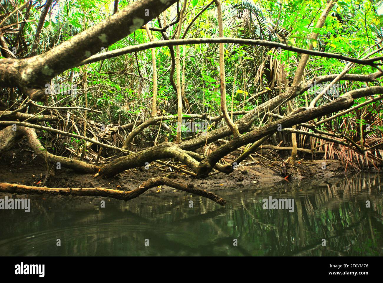 Vegetazione sulle rive del fiume Cigenter nell'isola di Handeuleum, parte del Parco nazionale Ujung Kulon a Pandeglang, Banten, Indonesia. In Indonesia, "la gestione dei parchi nazionali era ancora inefficace. Queste cose sono dovute al dilagante disboscamento illegale, all'invasione delle foreste, al bracconaggio, al pascolo illecito del bestiame e ad altri cambiamenti nell'uso del suolo, che possono portare al degrado dell'ecosistema forestale", hanno scritto Renny Indira Anggraini e Budhi Gunawan nel loro articolo del 2020, che è stato pubblicato su E3S Web of Conferences un anno dopo. Tuttavia, hanno aggiunto, "la gestione forestale in Indonesia sta attualmente utilizzando... Foto Stock