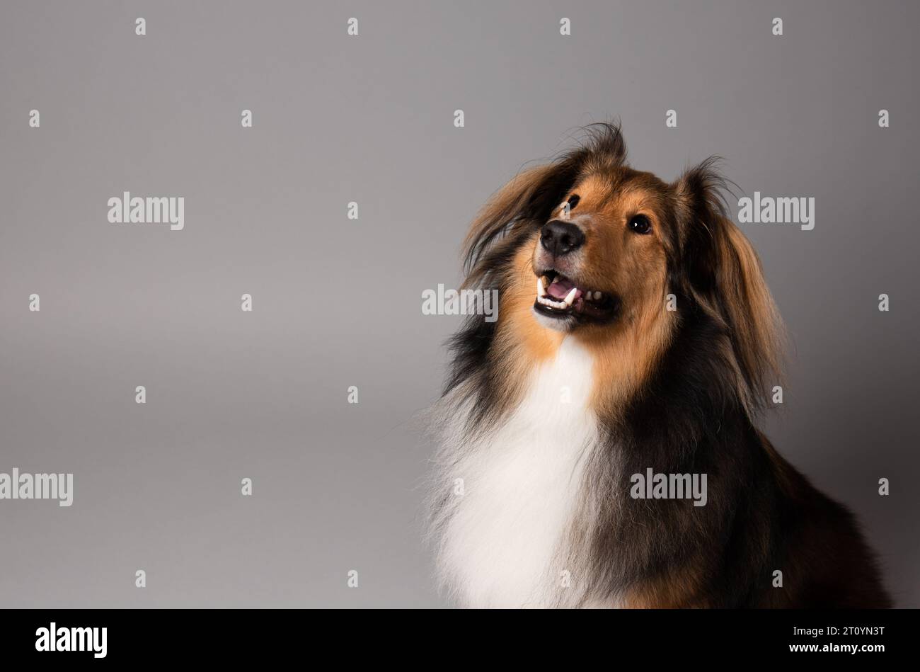 Ritratto di un cane da pastore shetland Foto Stock