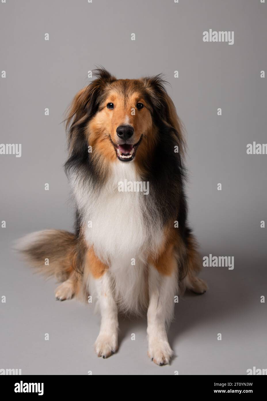Ritratto di un cane da pastore shetland Foto Stock