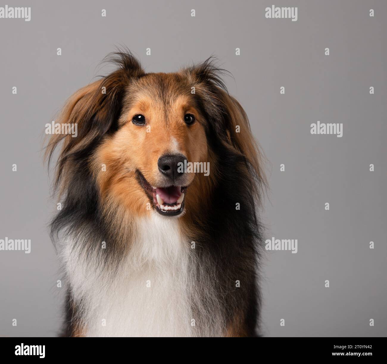 Ritratto di un cane da pastore shetland Foto Stock