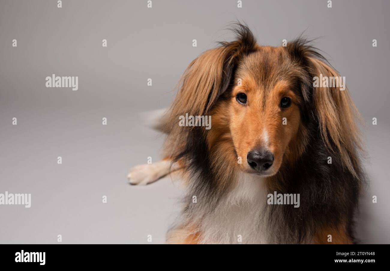 Ritratto di un cane da pastore shetland Foto Stock