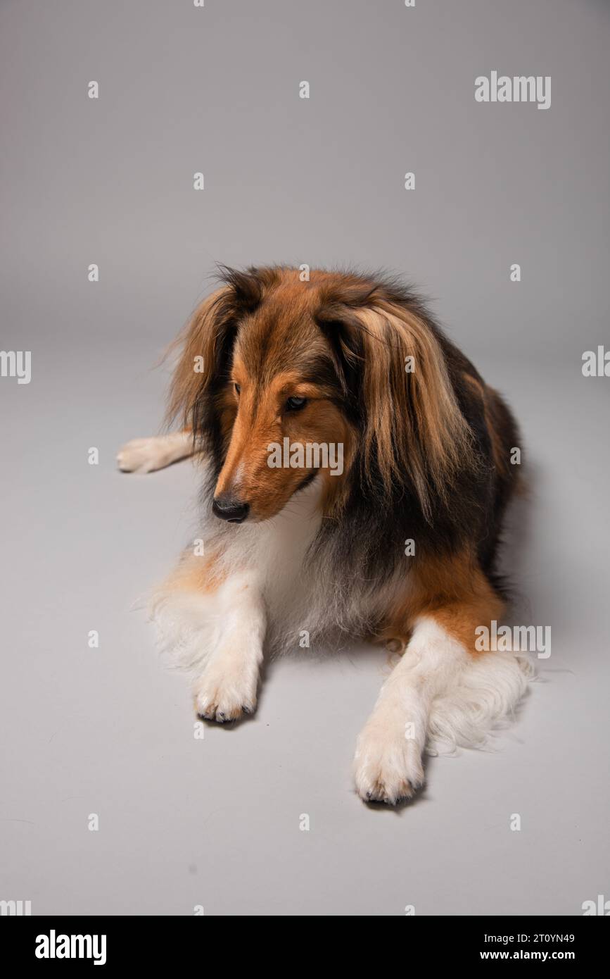Ritratto di un cane da pastore shetland Foto Stock