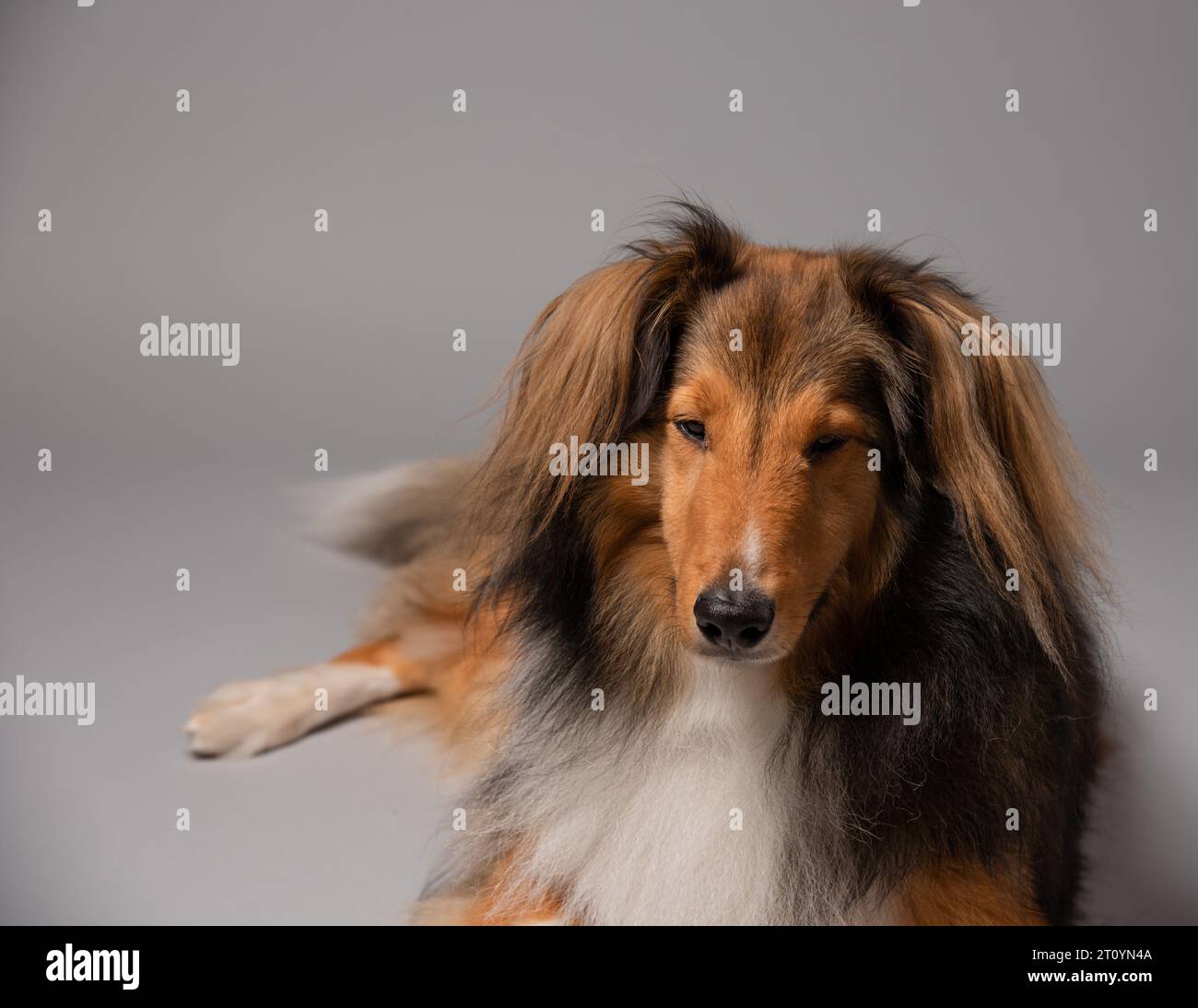 Ritratto di un cane da pastore shetland Foto Stock