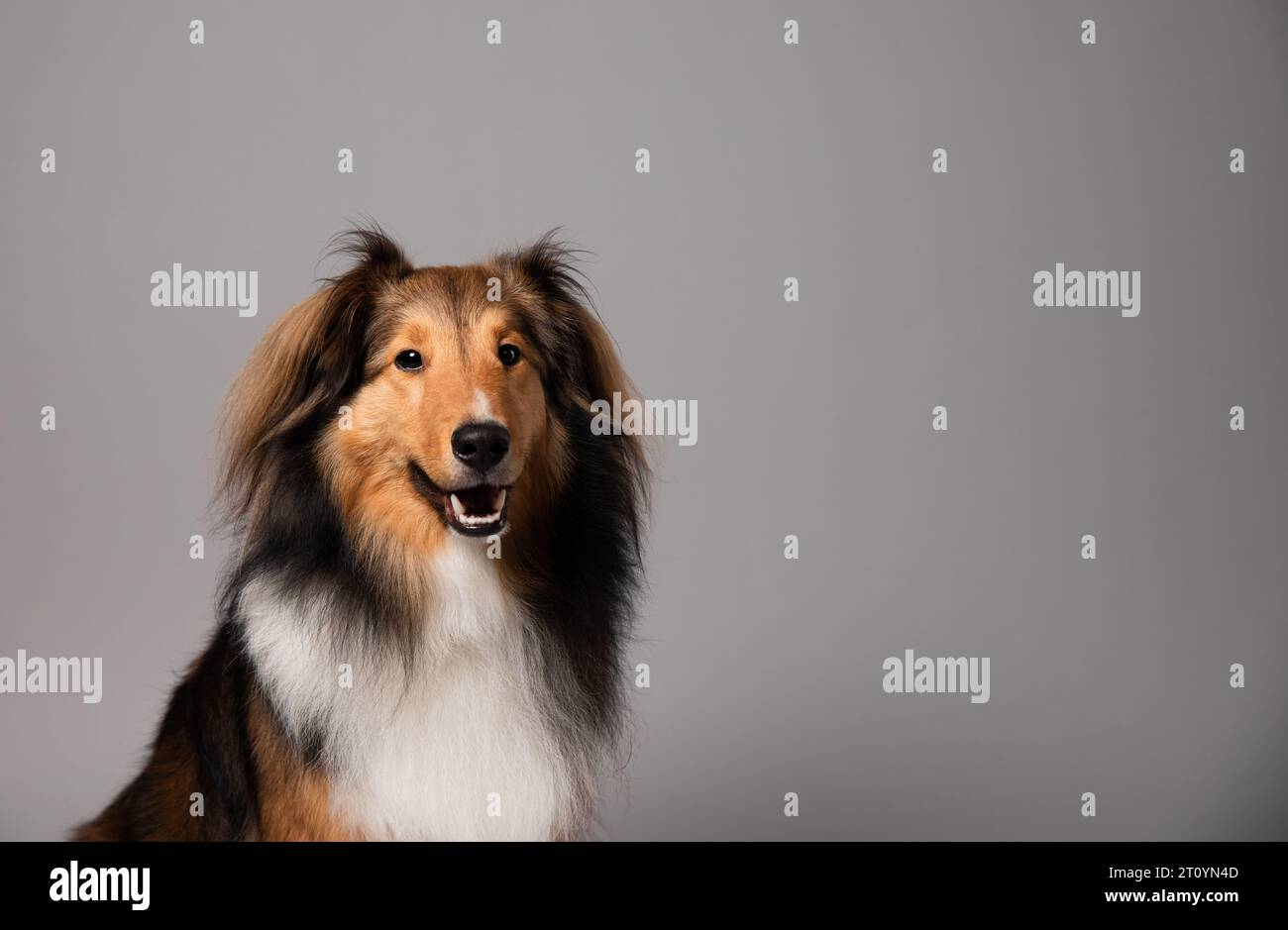 Ritratto di un cane da pastore shetland Foto Stock