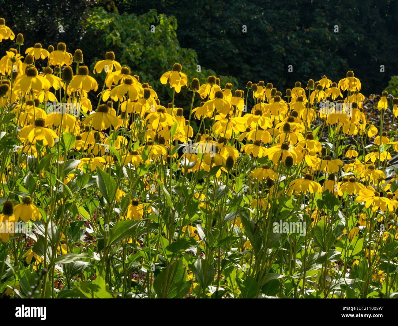 Giallo brillante Rudbeckia laciniata "Juligold" Coneflowers,Barnsdale Gardens, Rutland, Inghilterra, Regno Unito Foto Stock
