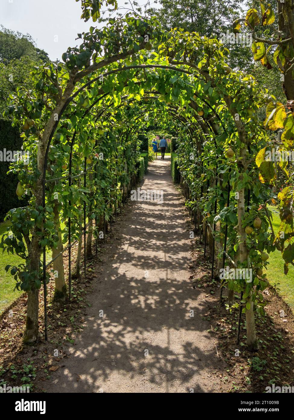Alberi da frutto di mele e pera addestrati ad arco formano un tunnel su un sentiero giardino a fine estate, Barnsdale Gardens, Oakham, Rutland, Inghilterra, REGNO UNITO Foto Stock