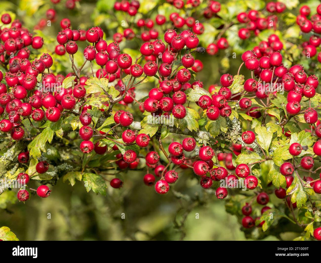 Bacche di biancospino rosso brillante / cremisi che crescono su un arbusto di biancospino comune (Crataegus monogyna) con foglie verdi, in ottobre, Inghilterra, Regno Unito Foto Stock