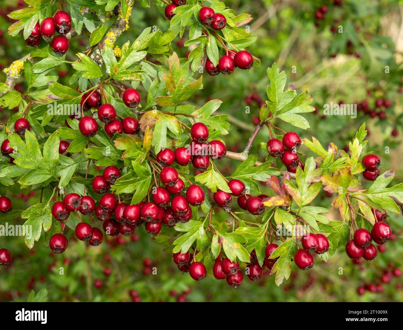 Bacche di biancospino rosso brillante / cremisi che crescono su un arbusto di biancospino comune (Crataegus monogyna) con foglie verdi, in ottobre, Inghilterra, Regno Unito Foto Stock