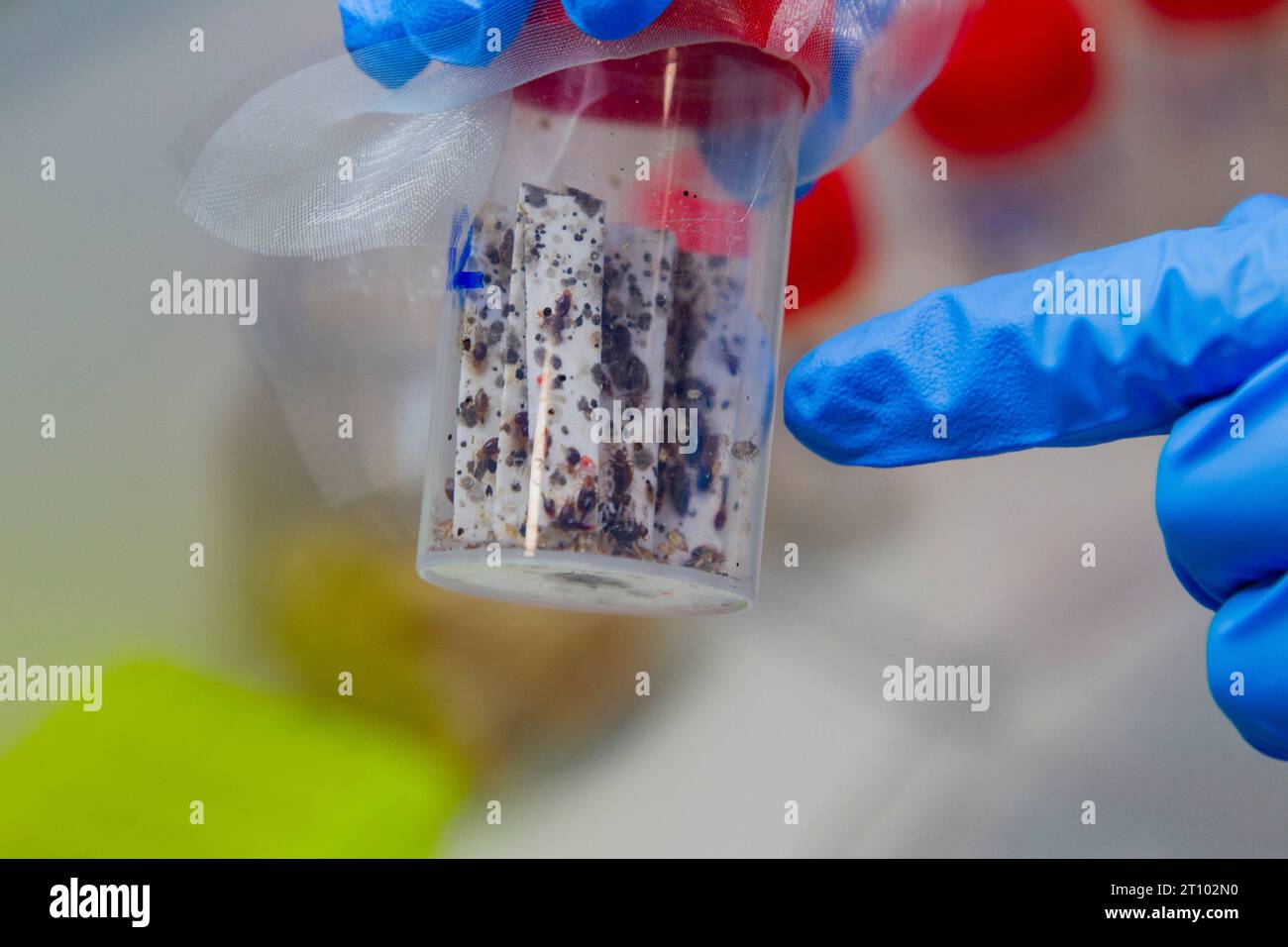 Lione, Francia. 6 ottobre 2023. Conservazione dell'allevamento di cimici da letto per la ricerca medica, studio sulle cimici da letto, presso il laboratorio di biometria e biologia evolutiva, Lione, Francia il 5 ottobre 2023. Il ministero dell'ambiente francese ha detto che le cimici hanno fatto una rinascita dalla scomparsa negli anni '1950 a causa dei viaggi internazionali e della maggiore resistenza ai pesticidi. Foto di Thibaut Durand/ABACAPRESS.COM Credit: Abaca Press/Alamy Live News Foto Stock