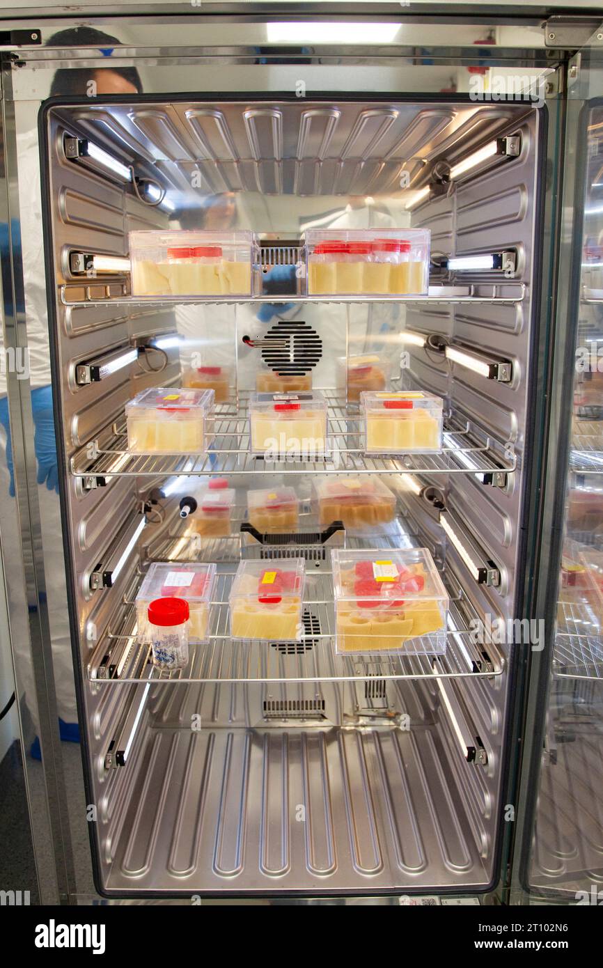 Lione, Francia. 6 ottobre 2023. Conservazione dell'allevamento di cimici da letto per la ricerca medica, studio sulle cimici da letto, presso il laboratorio di biometria e biologia evolutiva, Lione, Francia il 5 ottobre 2023. Il ministero dell'ambiente francese ha detto che le cimici hanno fatto una rinascita dalla scomparsa negli anni '1950 a causa dei viaggi internazionali e della maggiore resistenza ai pesticidi. Foto di Thibaut Durand/ABACAPRESS.COM Credit: Abaca Press/Alamy Live News Foto Stock