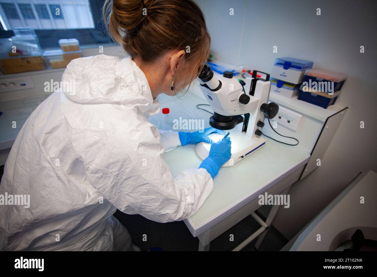 Lione, Francia. 6 ottobre 2023. Un ricercatore gestisce una fattoria di cimici, studio sulle cimici, presso il laboratorio di biometria e biologia evolutiva, Lione, in Francia, il 5 ottobre 2023. Il ministero dell'ambiente francese ha detto che le cimici hanno fatto una rinascita dalla scomparsa negli anni '1950 a causa dei viaggi internazionali e della maggiore resistenza ai pesticidi. Foto di Thibaut Durand/ABACAPRESS.COM Credit: Abaca Press/Alamy Live News Foto Stock