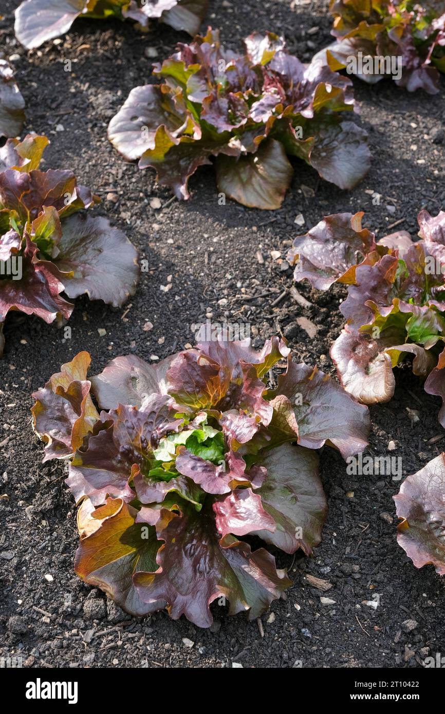 Lactuca sativa Red Iceberg Sioux, lattuga Red Iceberg Sioux, lattuga iceberg con foglie rosse più scure che crescono nel terreno preparato Foto Stock