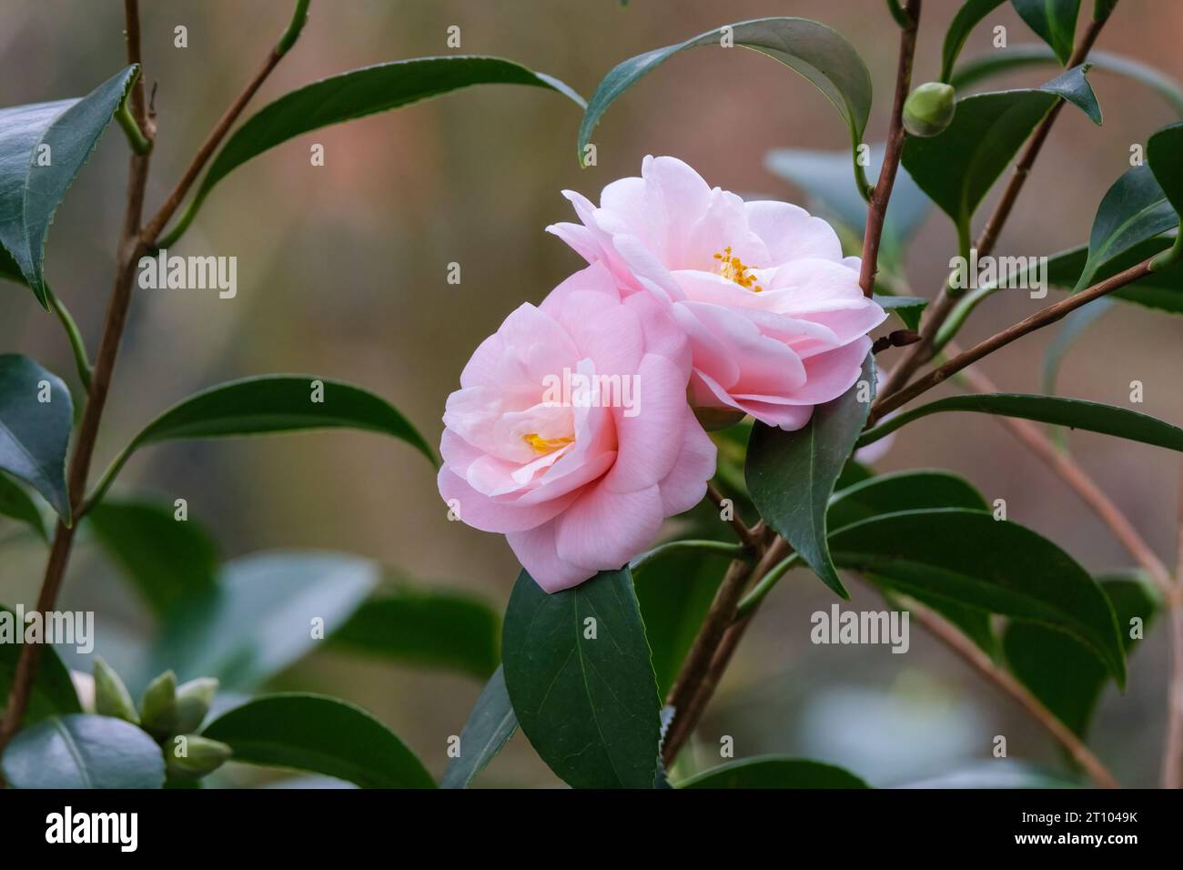 Fiore di pesca Camellia sasanqua, fiore di pesca Japonica camelia, fiori semi-doppi rosa chiaro Foto Stock