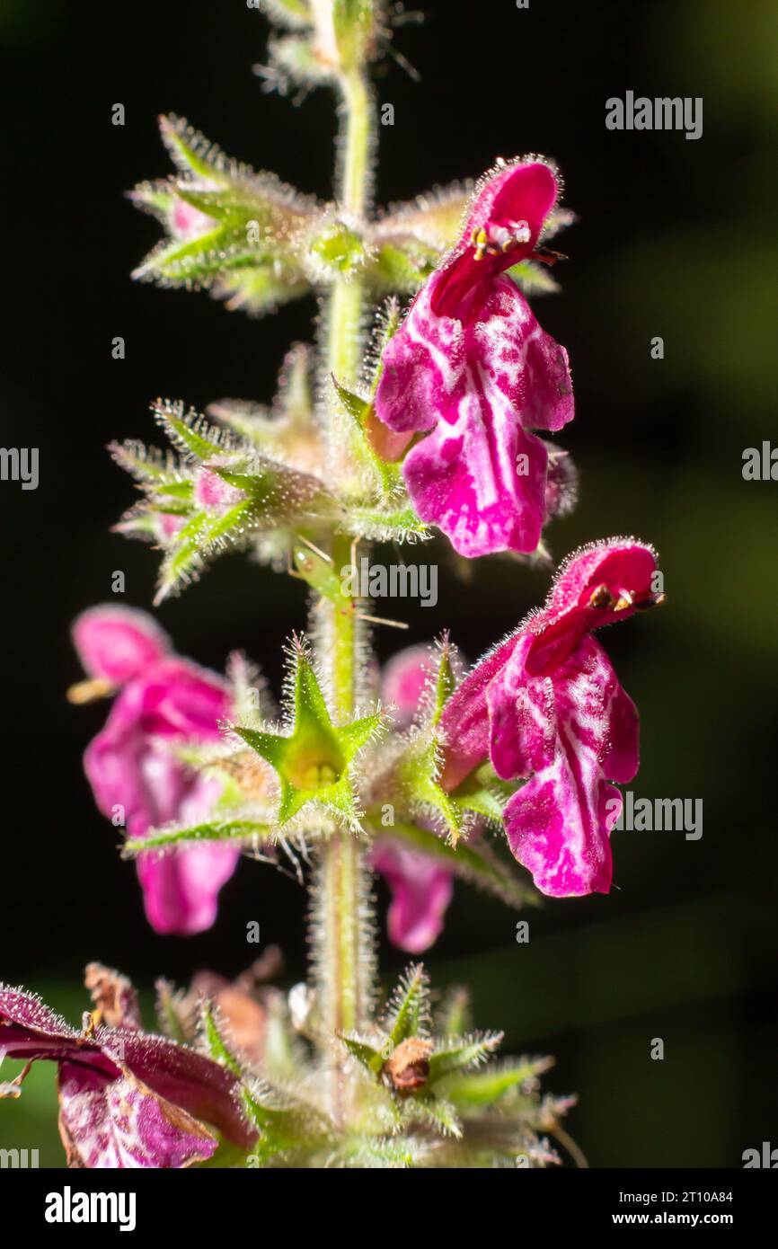 Fiore selvaggio chiamato Hedge Woundwort, Whitespot Stachys sylvatica. Foto Stock