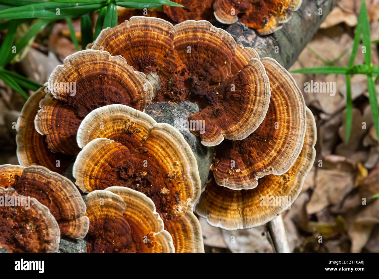 Anise mazegill, un fungo marciume marrone, Gloeophyllum odoratum. Foto Stock