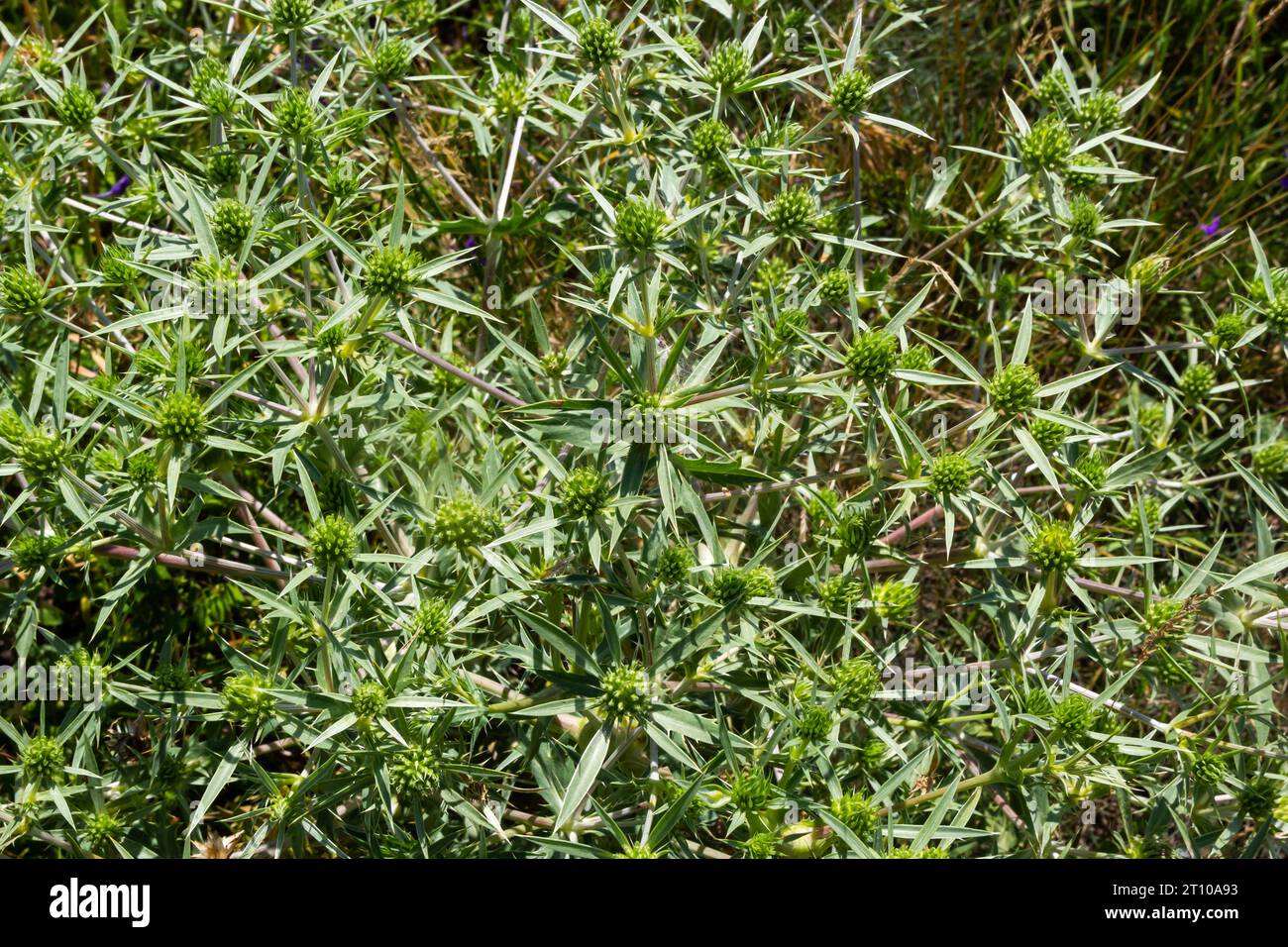 Campo o eryngo eryngium campestre. Cardo corredor. Impianto membro della famiglia Apiaceae Foto Stock