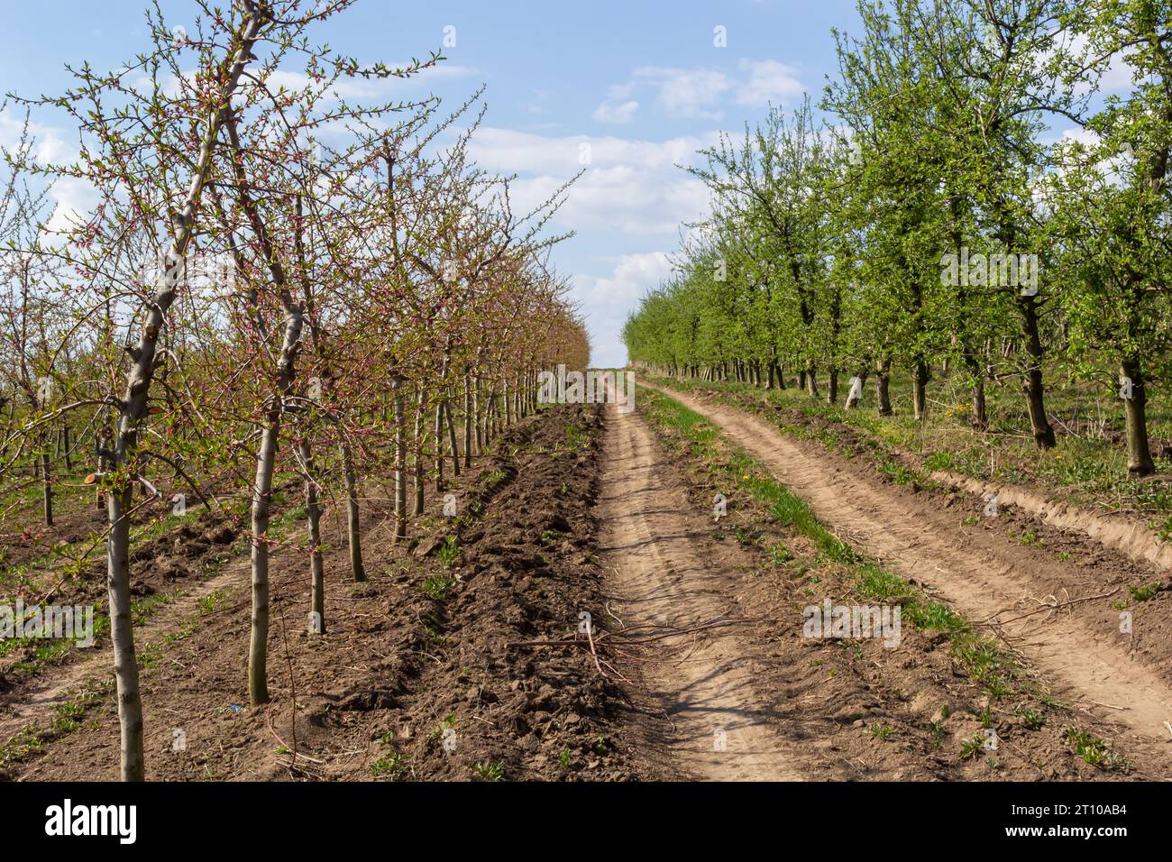 Alberi da frutto piantati in una fila sulla fattoria. Lavori agricoli primaverili. Frutteto di mele. Solchi sul suolo. Campi per raccolti diversi. Agricultur Foto Stock
