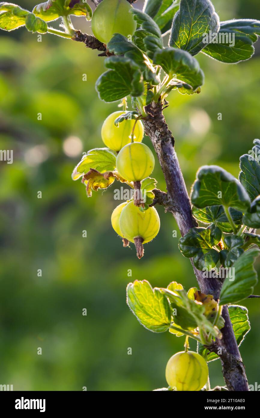 Fresco verde uva spina. Frutti di bosco verde close-up su un ramo di uva spina. Giovani uva spina nel frutteto su un arbusto. Uva spina nel frutteto. Foto Stock