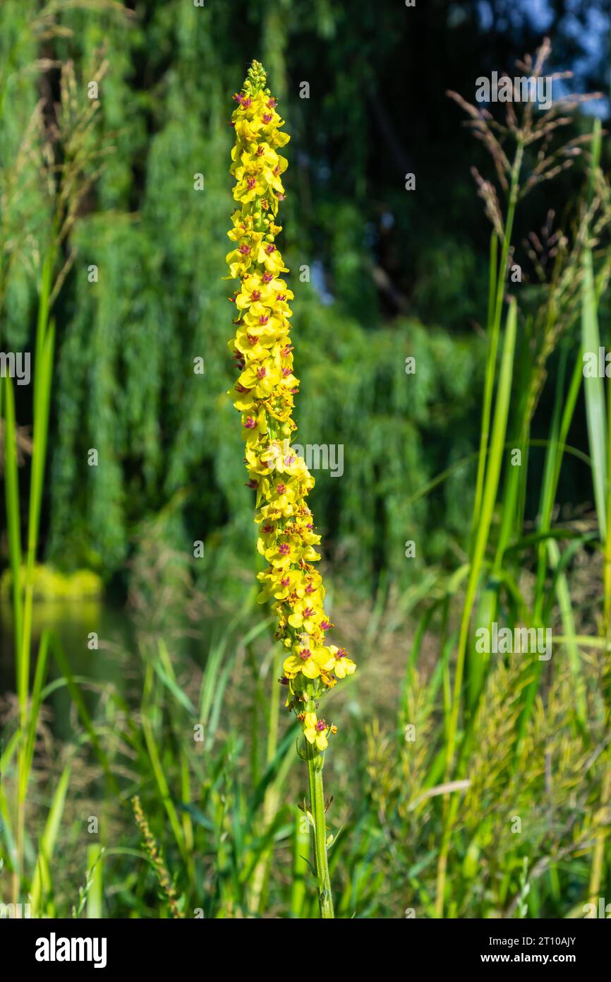 ape miele raccolta polline su un fiore di mullein nero, verbascum nigrum. vista laterale con spazio di copia. Foto Stock