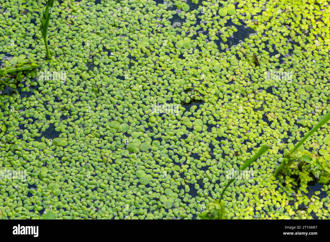 Texture di anatra verde piccola. Piccole foglie verdi galleggiano sulla superficie dello stagno. Foto Stock