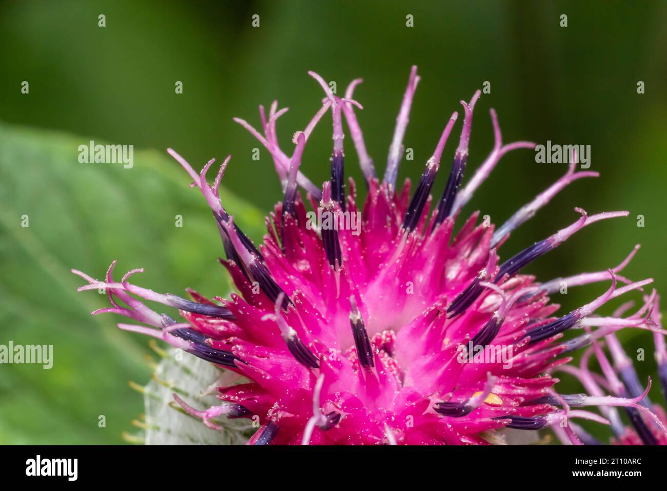 Fiori di grande Burdock Arctium lappa. Messa a fuoco selettiva con profondità di campo ridotta. Foto Stock