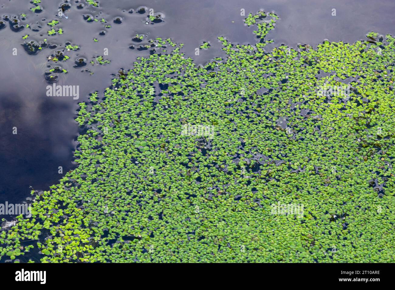 Texture di anatra verde piccola. Piccole foglie verdi galleggiano sulla superficie dello stagno. Foto Stock