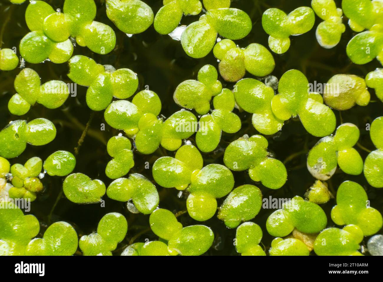 Texture di anatra verde piccola. Piccole foglie verdi galleggiano sulla superficie dello stagno. Foto Stock