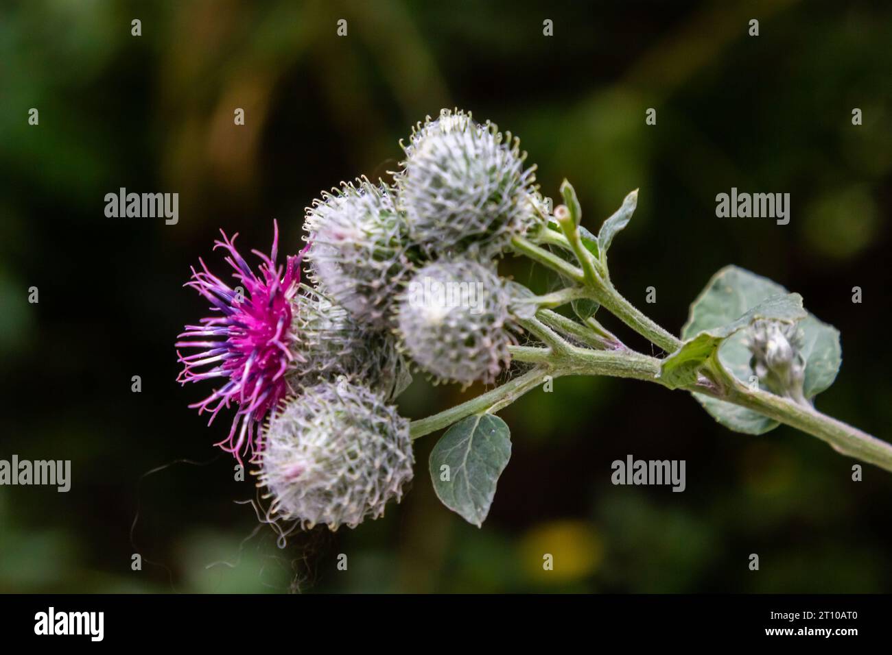 Fiori di grande Burdock Arctium lappa. Messa a fuoco selettiva con profondità di campo ridotta. Foto Stock